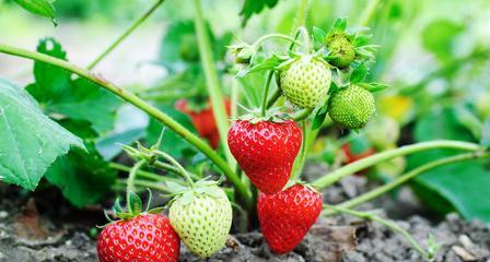 草莓是多年生还是年生植物？如何正确区分和管理？