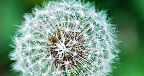 蒲公英的花语与寓意——微弱却坚强的生命力（点亮希望）