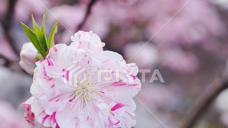 桃树开花结果时间表？如何正确管理以提高产量？