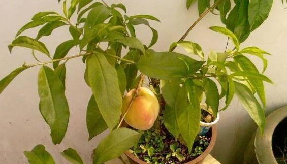 桃树开花结果时间表？如何正确管理以提高产量？