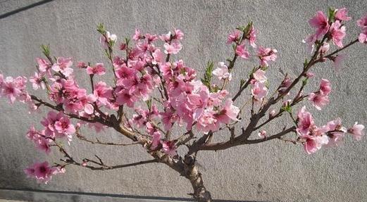 桃树开花结果时间表？如何正确管理以提高产量？