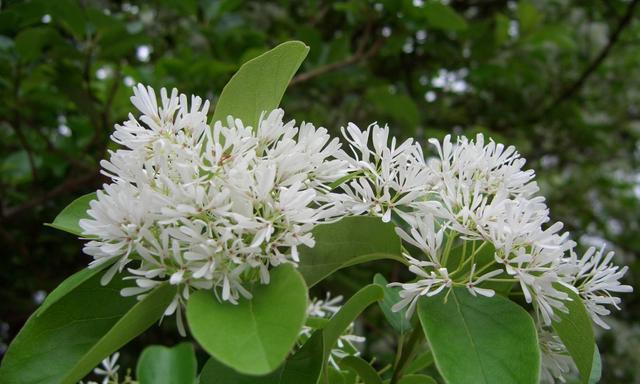 植物世界的平凡之美(探寻生命中的小而伟大) 植物世界的平凡之美(探寻生命中的小而伟大)