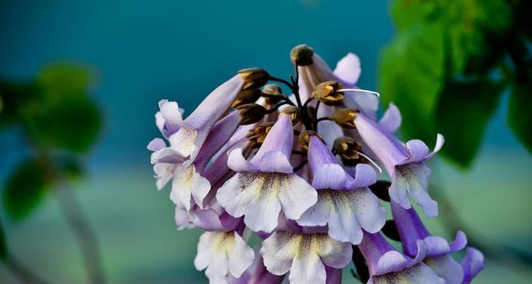 植物世界的平凡之美(探寻生命中的小而伟大) 植物世界的平凡之美(探寻生命中的小而伟大)