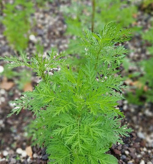 植物世界的平凡之美(探寻生命中的小而伟大) 植物世界的平凡之美(探寻生命中的小而伟大)