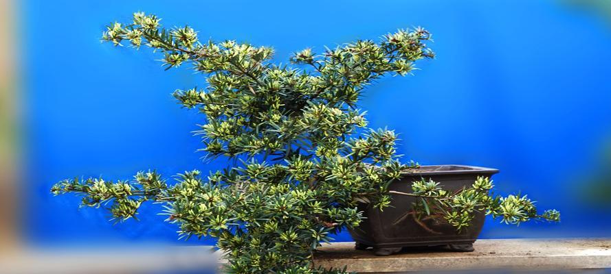 罗汉松水培可行吗?水培罗汉松的正确方法是什么? 罗汉松水培可行吗?水培罗汉松的正确方法是什么?