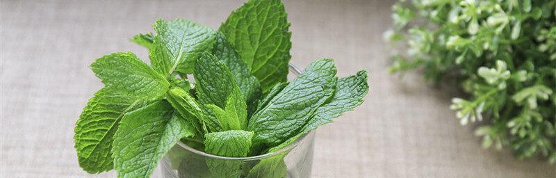 薄荷花的花语与寓意(解读薄荷花的独特语言) 薄荷花的花语与寓意(解读薄荷花的独特语言)