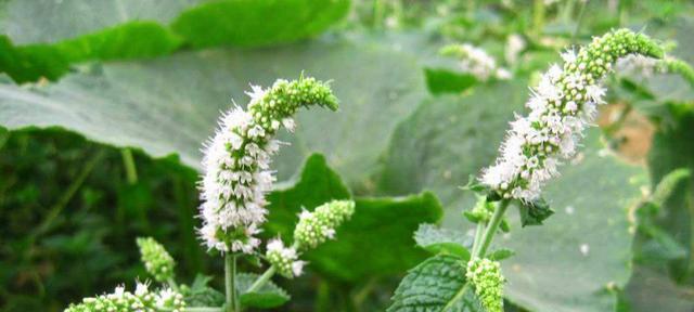 薄荷花的花语与寓意(解读薄荷花的独特语言) 薄荷花的花语与寓意(解读薄荷花的独特语言)