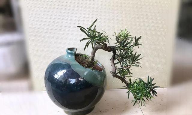 罗汉松水培可行吗?水培罗汉松的正确方法是什么? 罗汉松水培可行吗?水培罗汉松的正确方法是什么?