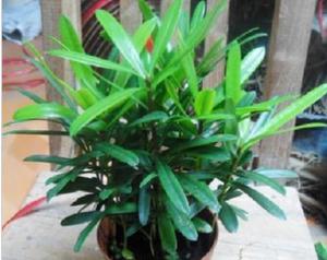 罗汉松水培可行吗?水培罗汉松的正确方法是什么? 罗汉松水培可行吗?水培罗汉松的正确方法是什么?