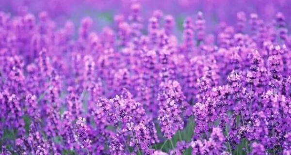 薰衣草的花语与寓意（薰衣草的浪漫与宁静）