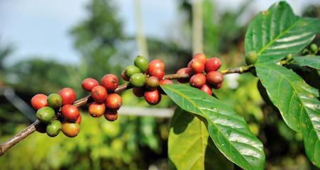 咖啡豆生长环境条件是什么？其特点有哪些？