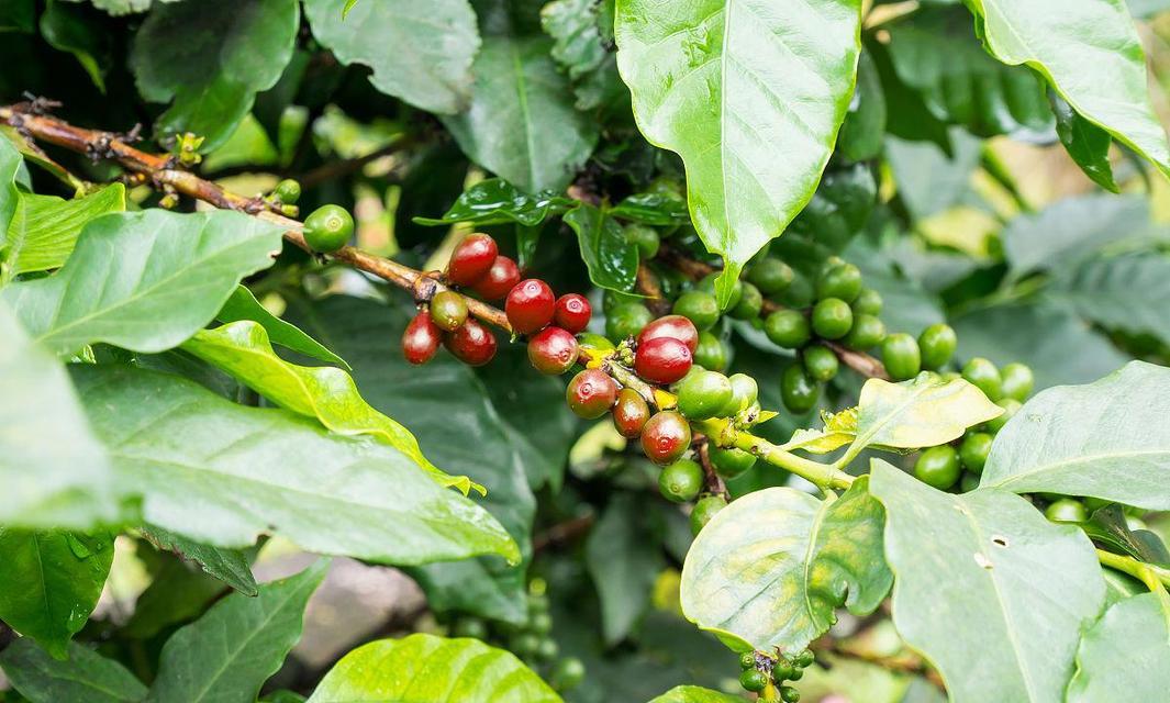 咖啡豆生长环境条件是什么？其特点有哪些？