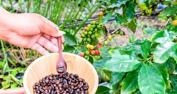 咖啡豆生长环境条件是什么？其特点有哪些？