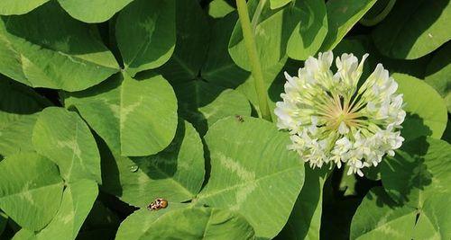 三叶草的含义与象征（探索幸运与希望的绿色守护者）