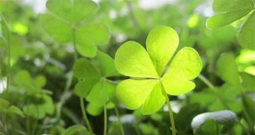 三叶草的含义与象征（探索幸运与希望的绿色守护者）