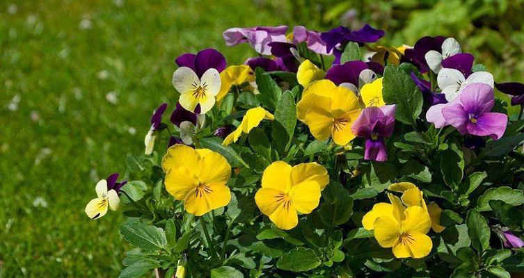 三色堇种植的最佳时间和步骤是什么？