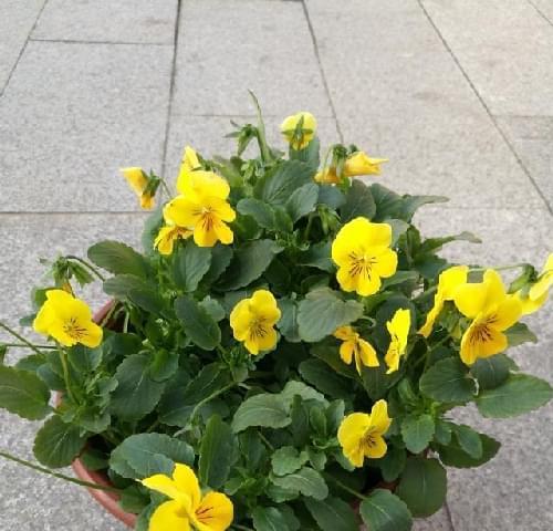 三色堇种植的最佳时间和步骤是什么？