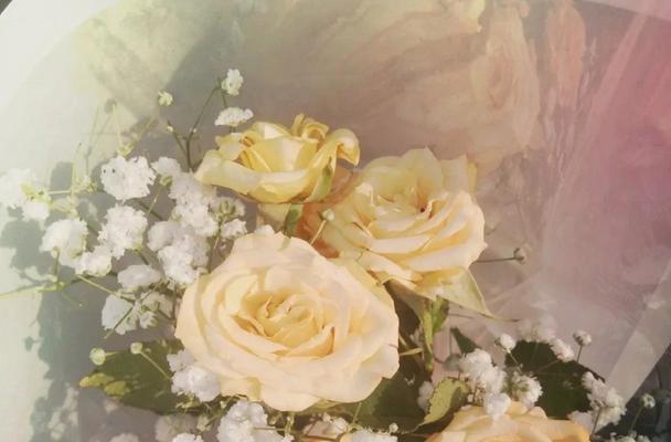 橙玫瑰花语（橙玫瑰的花语与涵义解读）