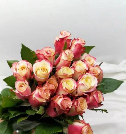 橙玫瑰花语（橙玫瑰的花语与涵义解读）