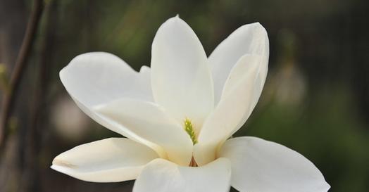 白兰花的花语是什么？如何用白兰花表达情感？