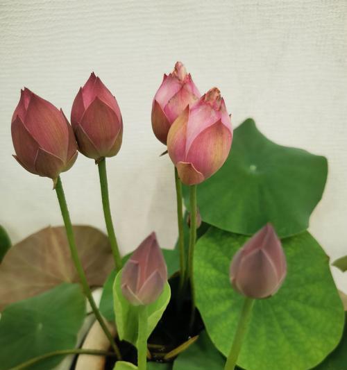 碗莲种植盆选择指南：多大尺寸最合适？