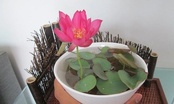 碗莲种植盆选择指南：多大尺寸最合适？