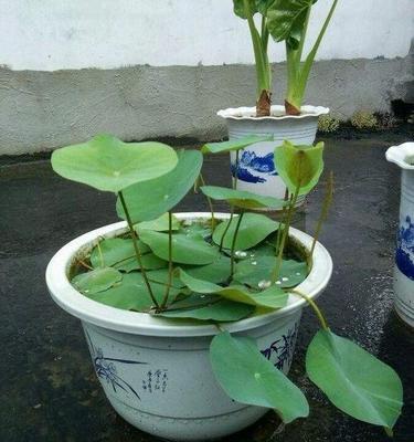 碗莲种植盆选择指南：多大尺寸最合适？