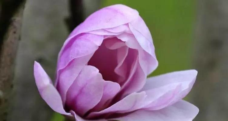 紫色玉兰花的寓意与象征（探寻紫色玉兰花的深层内涵）