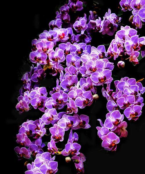 紫色玉兰花的寓意与象征（探寻紫色玉兰花的深层内涵）