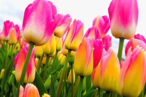 郁金香的寓意与象征(花卉中的国宝——郁金香) 郁金香的寓意与象征(花卉中的国宝——郁金香)