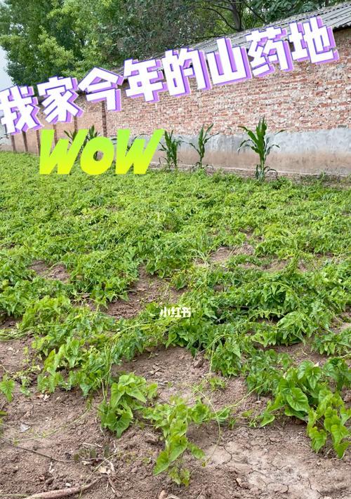 山药哪里产的最好？中国哪些地区的山药品质最佳？