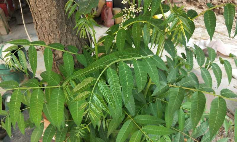香椿开花的寓意与象征(以香椿树开花预示着什么意思)