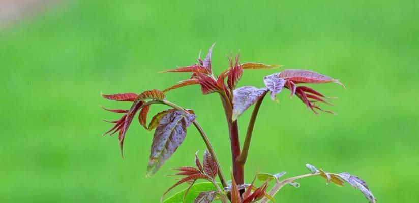 香椿开花的寓意与象征（以香椿树开花预示着什么意思）