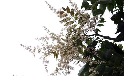 香椿开花的寓意与象征（以香椿树开花预示着什么意思）