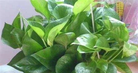 绿萝用什么肥料最好?如何正确施肥促进绿萝生长? 绿萝用什么肥料最好?如何正确施肥促进绿萝生长?