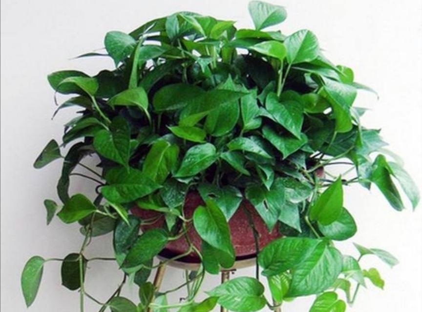 绿萝用什么肥料最好?如何正确施肥促进绿萝生长? 绿萝用什么肥料最好?如何正确施肥促进绿萝生长?