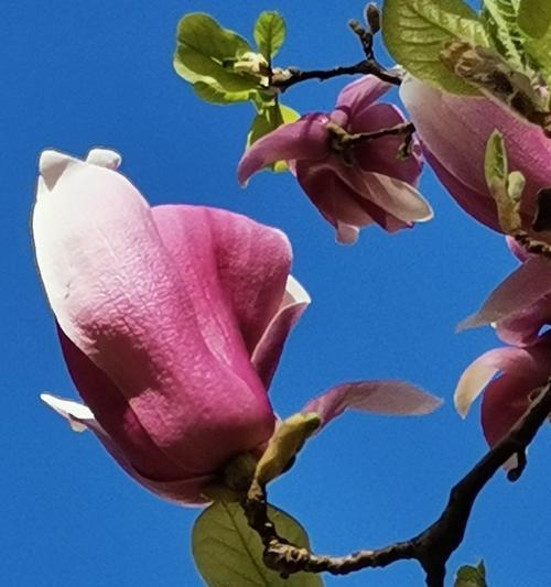 白色玉兰花花语（玉兰花的花语及其象征意义）