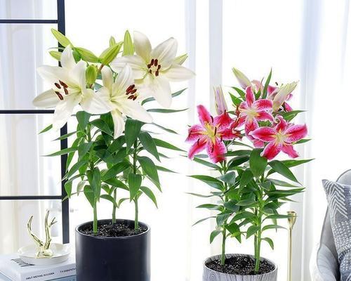 盆栽百合的正确方法是什么？盆栽百合有哪些常见问题？