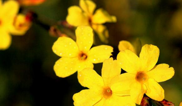 康复之花（逐花解康复之谜）