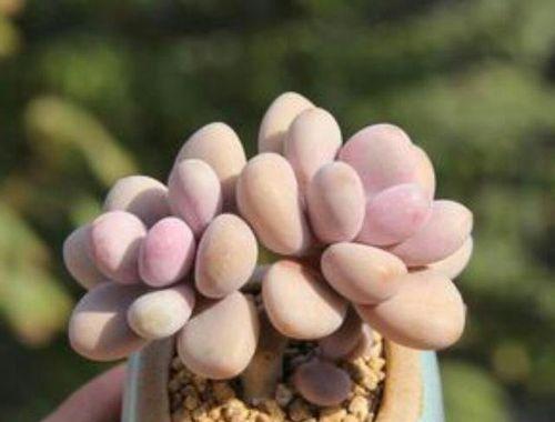 桃蛋养殖需要注意什么？如何正确养殖桃蛋？