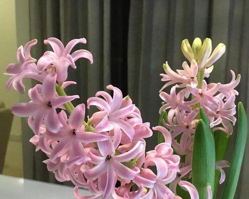 水培风信子花语的奇妙世界（探索花语）