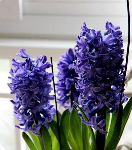 水培风信子花语的奇妙世界（探索花语）