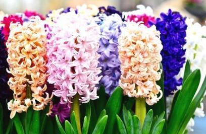 水培风信子花语的奇妙世界（探索花语）