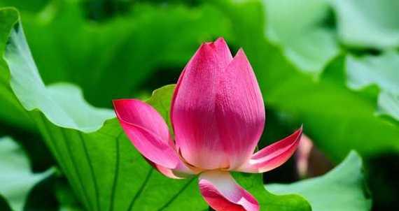 以莲花花语传递的深刻含义（莲花之美与生命的象征意义）