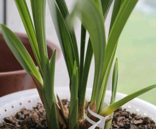 墨兰浇水时间怎么掌握？正确的浇水方法是什么？