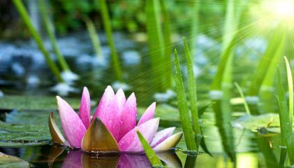 以莲花花语传递的深刻含义（莲花之美与生命的象征意义）