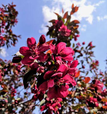 垂丝海棠，花开寄情（垂丝海棠花语解读）