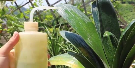 剩啤酒浇绿萝好吗?这样做有什么效果? 剩啤酒浇绿萝好吗?这样做有什么效果?