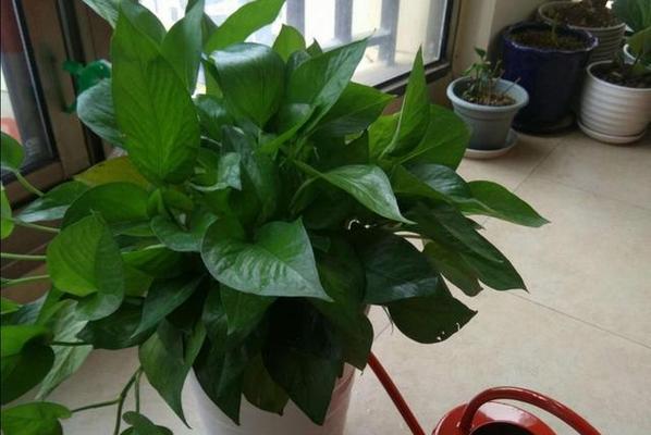 剩啤酒浇绿萝好吗?这样做有什么效果? 剩啤酒浇绿萝好吗?这样做有什么效果?