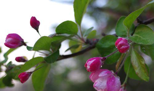 垂丝海棠，花开寄情（垂丝海棠花语解读）